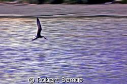 Reconnaissance/Black Skimmer, Rynchops niger, shutter pri... by Robert Bemus 